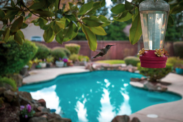 Fototapeta na wymiar Backyard Hummingbird