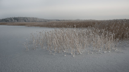 Reed on the frozen Śmiała Wisła, a mouth of the River Vistuala, Poland.