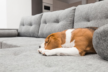 Obraz premium Dog on new gray couch