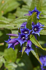 Schwalbenwurzenzian im Gebirge