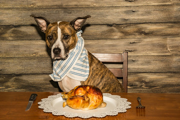 A cute dog begging for dinner.