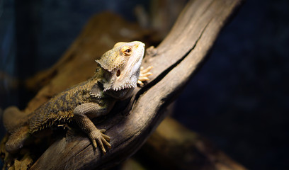 Lizard in close up