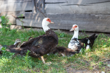  ducks geese ducklings graze in a meadow on a farm in the village in the summer in the spring in warm sunny weather