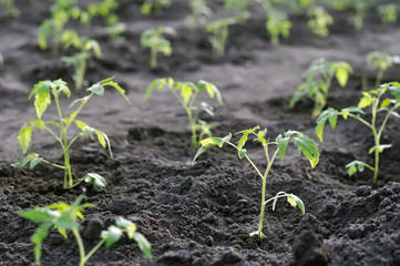 rows of the freshly planted tomato seedlings, backlit