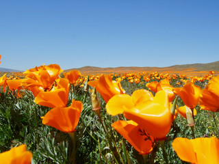American life / California Poppy.Orange earth and Blue Sky.Close-up.