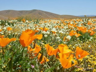 American life / California Poppy.Orange and white flowers.