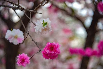 Obraz premium Close up beautiful full bloom pink white cherry blossoms flowers ( sakura ) in springtime sunny day with soft green blur natural background.