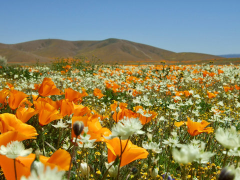 American life / California Poppy.Orange and white flowers.