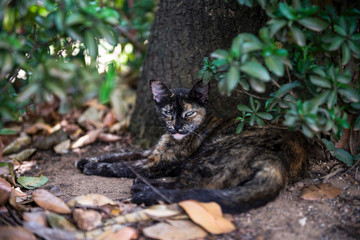 Things you see in Puerto Rico