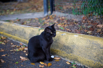 Things you see in Puerto Rico