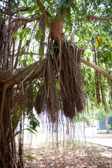 Things you see in Puerto Rico