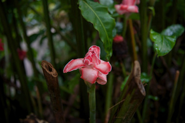 Things you see in Puerto Rico