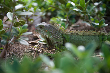 Things you see in Puerto Rico