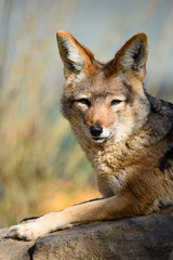 Fototapeta premium Black Backed Jakal (Canis mesomelas)