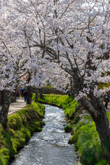 Festival of the sakura Cherry blossoms full bloom in The ancient Oshino Hakkai village near Mt. Fuji, Fuji Five Lake region, Minamitsuru District, Yamanashi Prefecture, Japan. 