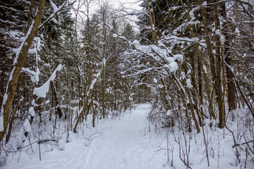Snowy winter forest in cloudy weather. Russian forests. Forest in cloudy weather. Walk through the winter forest