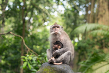 Monkey mother is sitting on a rock in the Ubud forest hugging her kid.
