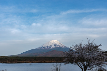 Mount Fuji or Mt. Fuji, the World Heritage, view in Lake Shoji ( Shojiko ). Fuji Five Lake region, Minamitsuru District, Yamanashi prefecture, Japan. Landscape for travel destination.