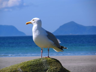 Seagull staying on the stone with sea and mountains behind