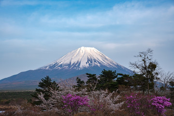 Fototapeta premium Mount Fuji or Mt. Fuji, the World Heritage, view in Lake Shoji ( Shojiko ). Fuji Five Lake region, Minamitsuru District, Yamanashi prefecture, Japan. Landscape for travel destination.