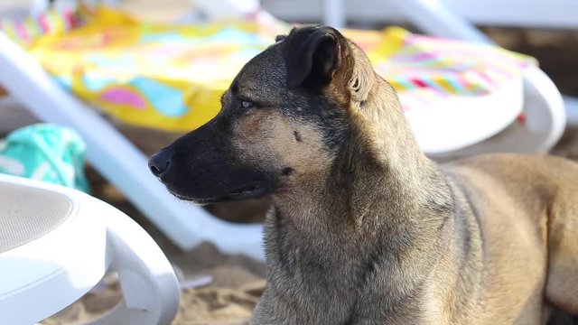 Closeup portrait of face of cute big yellow mongrel dog relaxing at sandy summer beach outdoors. Real time full hd video footage.