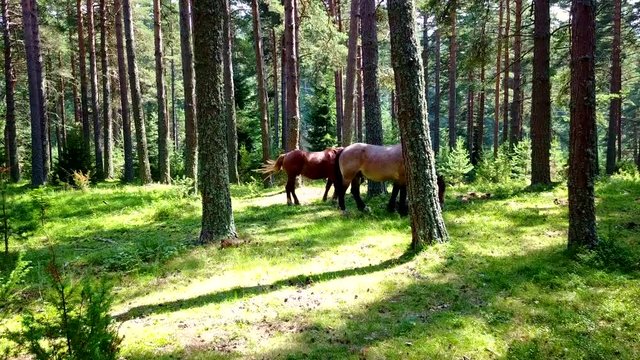 Two horses in the forest