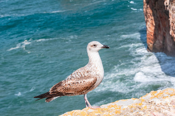 seagull in the Algarve in Portugal