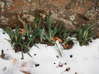 first daffodils piercing through snow at the end of winter