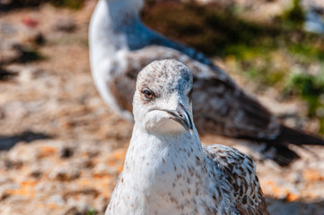 seagull in the Algarve in Portugal