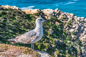 seagull in the Algarve in Portugal