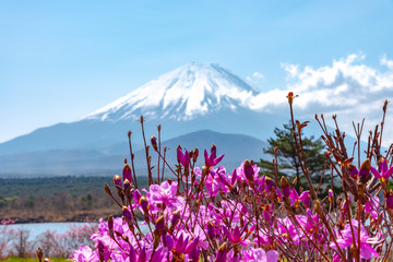 View of Mount Fuji and full bloom white pink cherry tree flowers at Lake Shoji ( Shojiko ) Park in...