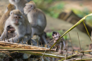 Small monkey eats leaf of the palm in Ubud forest.
