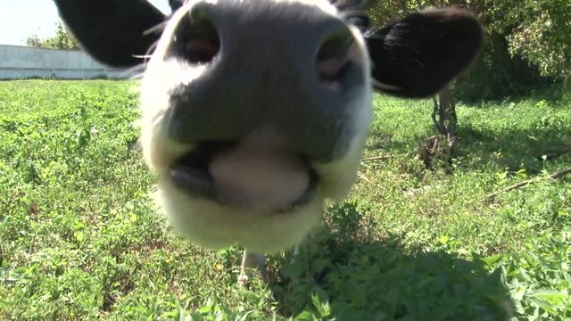 Extreme closeup view of dairy cows head and tongue eating grass.