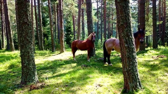 Two horses in the forest watching camera