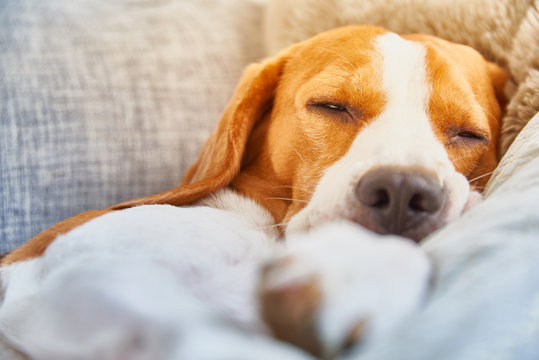 Beagle Dog Tired Sleeping On Couch