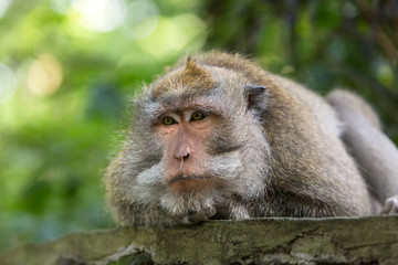Monkey boss and lies resting on the stone in Ubud forest, Bali.