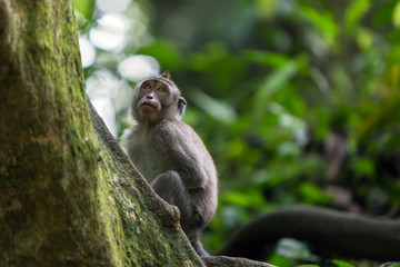 Monkey sits on the tree branch in the jungle of Ubud.