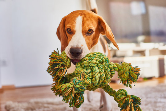 Dog Beagle Fetching A Green Rope Indoors.