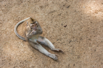 Fototapeta na wymiar Monkey sits on the dirt and eats batata.