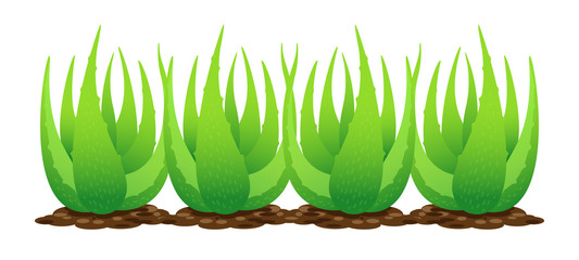 aloe vera plant on soil isolated over white background, clip art of aloe vera leaves, aloe vera for ingredient cosmetics cream products, illustration realistic clip art of aloe vera plantation farm