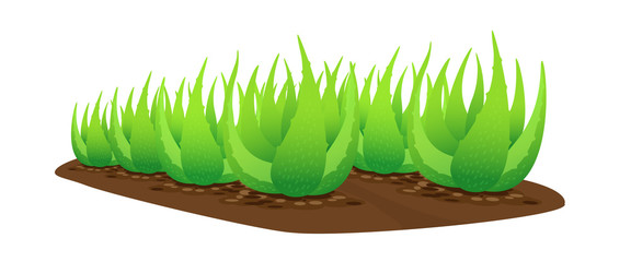 aloe vera plant on soil isolated over white background, clip art of aloe vera leaves, aloe vera for ingredient cosmetics cream products, illustration realistic clip art of aloe vera plantation farm