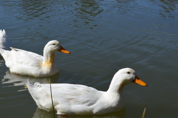 Dos patos en el agua