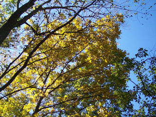 cherry, maple, ash
