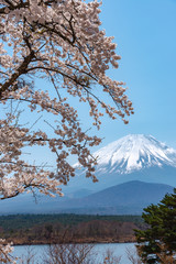 View of Mount Fuji and full bloom white pink cherry tree flowers at Lake Shoji ( Shojiko ) Park in springtime sunny day with clear blue sky natural background. Cherry Blossoms in Yamanashi, Japan