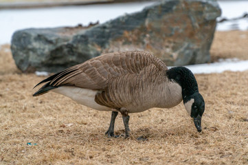 Canadian Goose Foraging in Grass During Winter