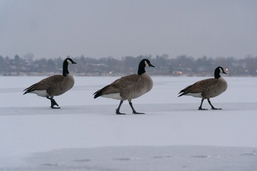 Three Canadian Geese Walking on Ice in Winter