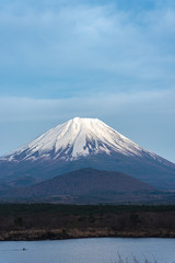 Fototapeta premium Mount Fuji or Mt. Fuji, the World Heritage, view in Lake Shoji ( Shojiko ). Fuji Five Lake region, Minamitsuru District, Yamanashi prefecture, Japan. Landscape for travel destination.