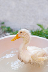 Small and cute duck playing in water in bucket