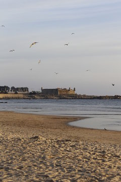 Praia com gaivotas a voar