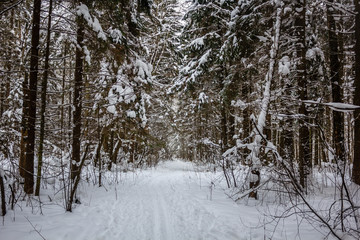 Snowy winter forest in cloudy weather. Russian forests. Forest in cloudy weather. Walk through the winter forest